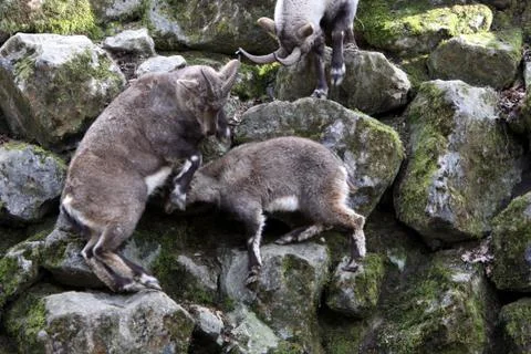 Steinböcke Stock Photos