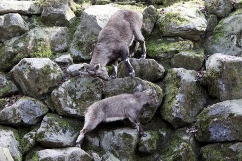 Steinböcke Stock Photos