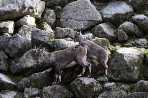 Steinböcke Stock Photos