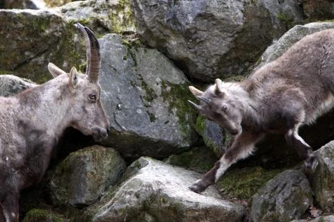 Steinböcke Foto stock