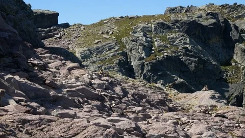 Steinbocks climbing on the rocks. Stock Footage 79653686