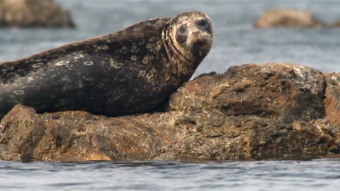 Steineger seal close-up. Video stock 231597044