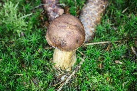 Steinpilz Stock Photos