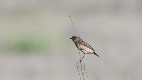 Stejneger common or eastern stonechat saxicola maurus Stock-Footage 289240523