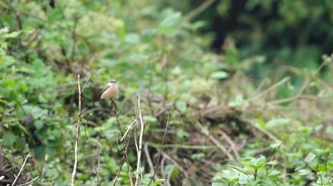 Stejneger's Stonechat on the branch Stock Footage 56703266