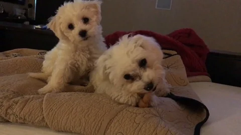 Stella &amp; Bella Stock Footage 101255688