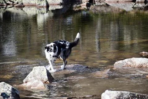 Stella. Stock Photos