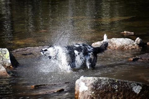 Stella. Stock Photos