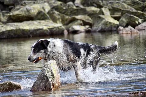 Stella. Stock Photos