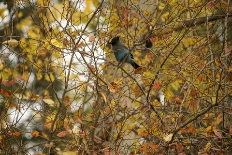 Stellar Jay Blue Bird Sitting in Colorful Fall Leaves Stock Photos