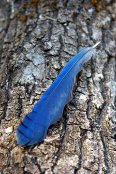 Stellar jay feather Stock Photos