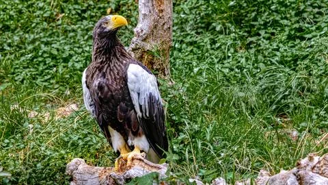 Stellar Sea Eagle Stock Photos