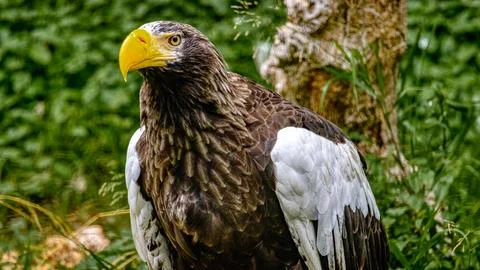 Stellar Sea Eagle Stock Photos