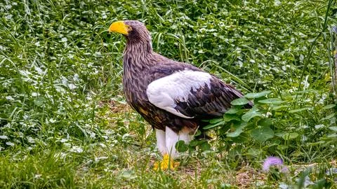 Stellar Sea Eagle Stock Photos