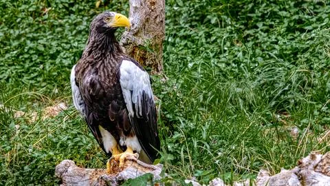 Stellar Sea Eagle Stock Photos