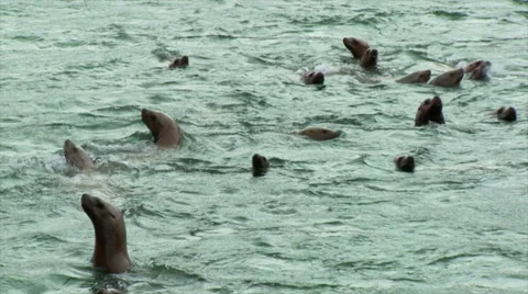 Stellar Sea Lions Stock Footage 38834935