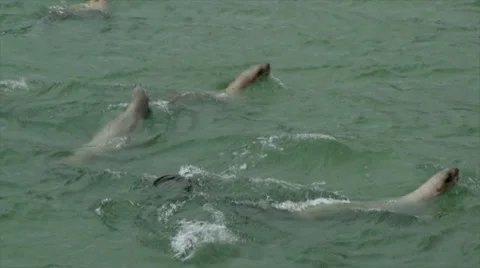 Stellar Sea Lions Stock Footage 38848800