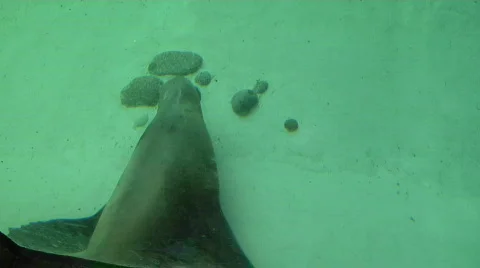 Stellar Sealion At Aquarium Stock-Footage 831259