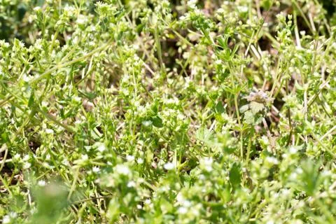 Stellaria aquatica Scop Stock Photos