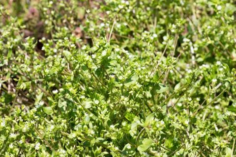 Stellaria aquatica Scop Stock Photos