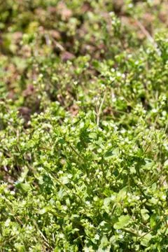 Stellaria aquatica Scop Stock Photos