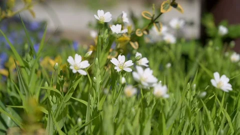 Stellaria flowers moving in the wind. Concept of flowering plants, orchard Stock Footage 129178605