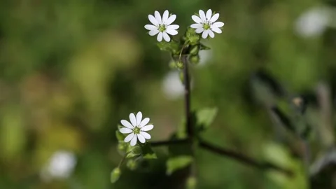 Stellaria media Stock Footage 150860240