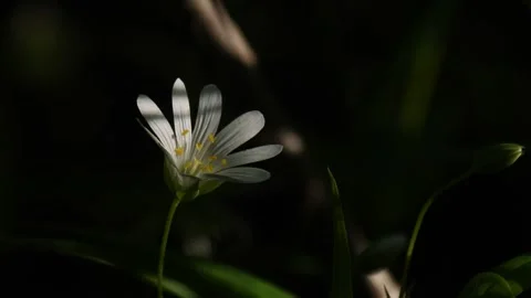 Stellaria one flower Stock Footage 282828116