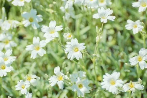 Stellaria Stock Photos