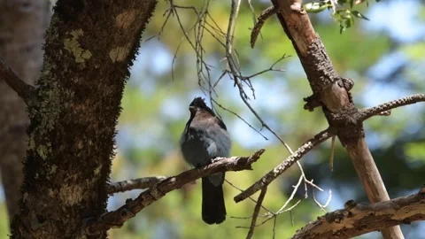 STELLARS JAY - Big Sur - 2023 - 03 스톡 동영상 246628841