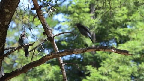 STELLARS JAY - Big Sur 2023 - 02 스톡 동영상 246628845