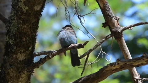 STELLARS JAY - Big Sur - 2023 - 4 스톡 동영상 246628849