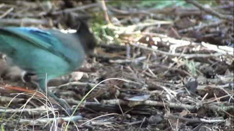 Stellar's Jay Bird Digging For Food Stock Footage 12467386