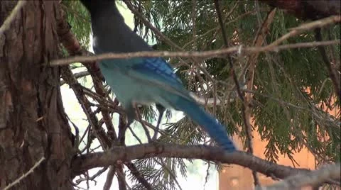 Stellar's Jay Bird in Pine Tree Video stock 12480085