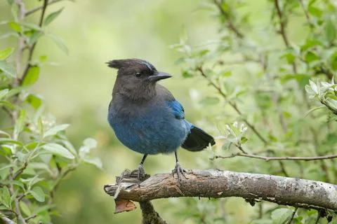 Stellar's Jay on branch looking to the side. Stock Photos