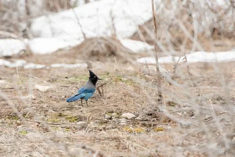 Stellar's Jay on the ground in winter Stock Photos
