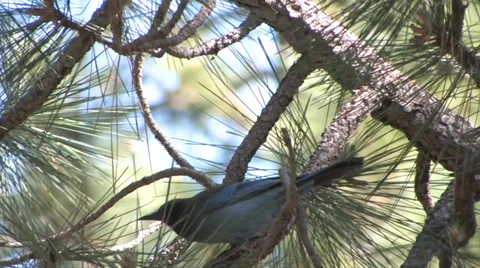 Stellars Jay in a pine tree at Yosemite National Park 스톡 동영상 37585910