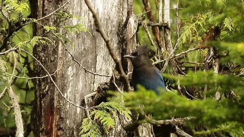 Stellars jay on Vancouver Island Stock Footage 72189807