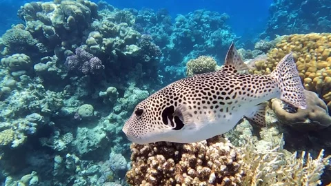 Stellate puffer - Blackspotted pufferfish (Arothron stellatus), Red sea Vidéo 278565262