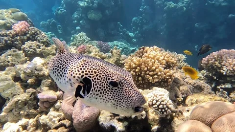 Stellate puffer - Blackspotted pufferfish (Arothron stellatus), Red sea 스톡 동영상 278567682