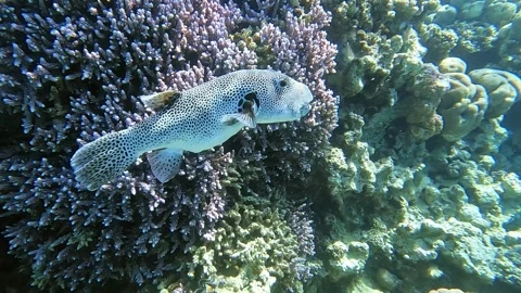 Stellate puffer - Blackspotted pufferfish (Arothron stellatus), Red sea Video stock 278570387