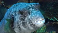 Stellate Puffer Fish In A Coral Reef. Arothron Stellatus - Red Sea, Sudan Stock Footage