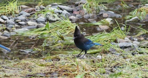 Steller Jay Stock Footage 143651103
