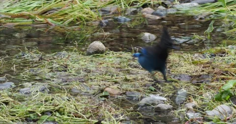 Steller Jay Stock Footage 143651141