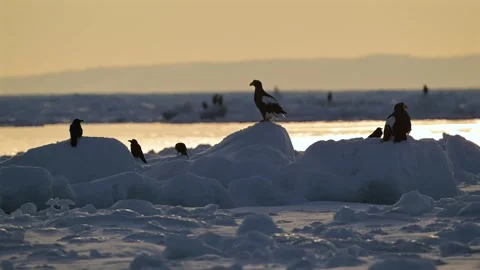 Steller Sea Eagle and Crows Resting on Ice Floes in Hokkaido 4k Video Stock Footage 338266554