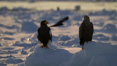Steller Sea Eagle and White Tailed Eagle Perched on Snowy Ice in Winter Stock Footage 338266576