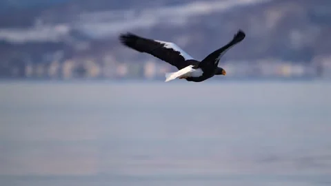Steller Sea Eagle in Flight over Hokkaido Coastline 4k Telephoto Shot Stock Footage 338266487