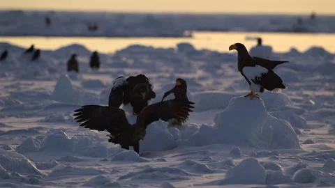 Steller Sea Eagle Flock Perched on Winter Pack Ice Telemetry Shot 4k Stock Footage 338266595