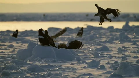 Steller Sea Eagle Flock Resting on Frozen Sea Ice in Winter 4k Telephoto Stock-Footage 338266592