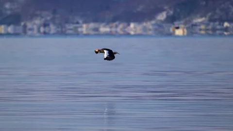 Steller Sea Eagle Flying Low over Icy Waters in 4k Telephoto Shot Stock Footage 338266514